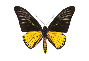 Obraz na płótnie Canvas Black-and-yellow butterfly