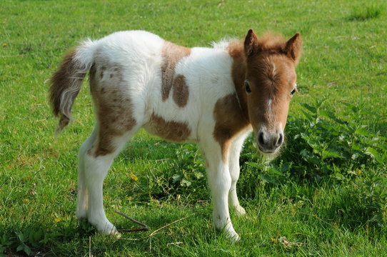 Ponyfohlen in der Wiese