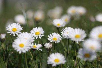 marguerite