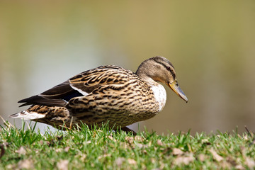 duck on grass