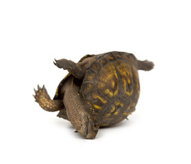 Turtle on its back on white background