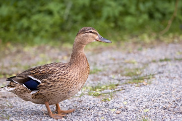 duck
