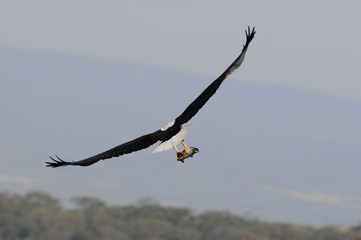 African fish eaglewith trophy in flight at lake Naivasha
