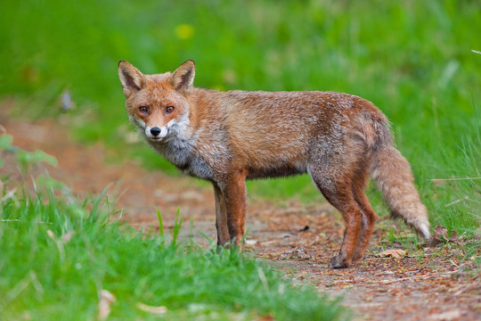 Renard Images – Browse 6,347 Stock Photos, Vectors, and Video