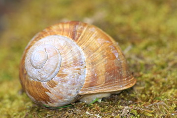 escargot