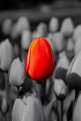 Selbstklebende Fototapete Rot, Schwarz, Weiß Rote Tulpe