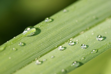 Wassertropfen auf Blatt