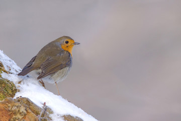 Fototapeta premium ROUGE GORGE sur NEIGE