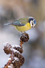 MESANGE BLEUE sur BRANCHE