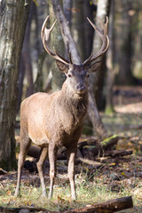 CERF AUX AGUETS