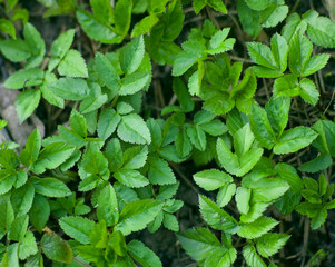 green leaves