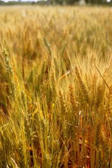 golden wheat cereal yellow field