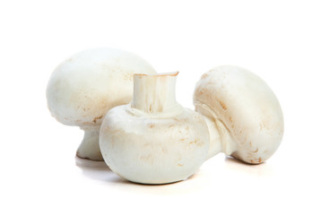 fresh mushrooms  on a white background