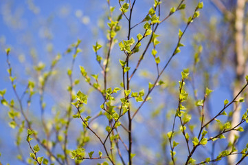 tree branches in the sky