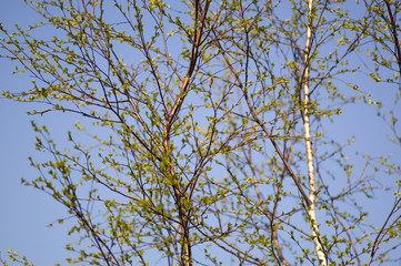 trees in the spring
