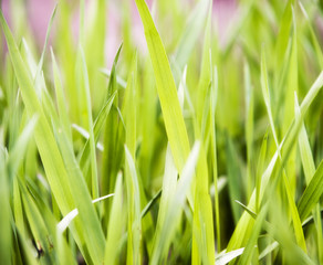 green grass
