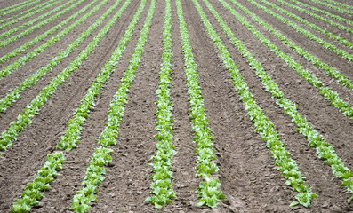Fototapeta na wymiar Field of Lettuce