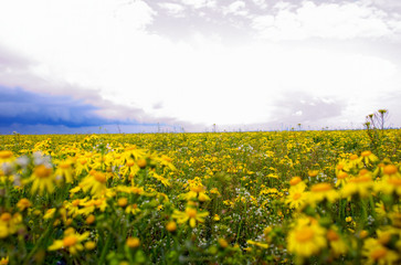 Beautiful lands with lovely clouds and green grass