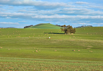 Fototapeta na wymiar sheep in the field