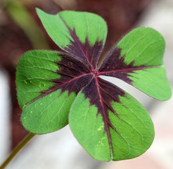 un trèfle à quatre feuilles