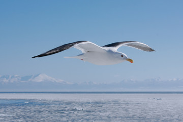 GOELAND à SHIRETOKO
