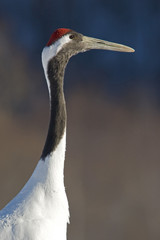 PORTRAIT de GRUE JAPONAISE