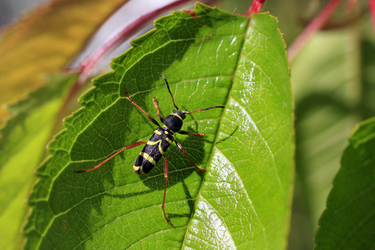 Longicorne (Clytus arietis)