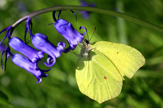 Papillon Citron sur fleur de Campanule