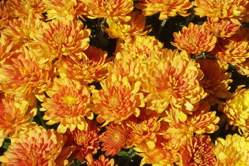 Rote Chrysanthemen