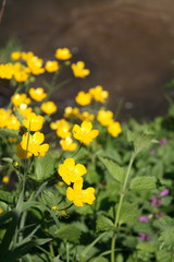 Fototapeta premium flowers near the river