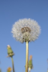 Naklejka premium dandelion