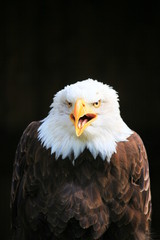 weißkopfseeadler