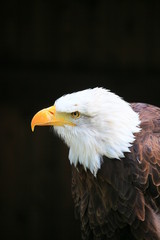 weißkopfseeadler