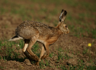 Feldhase (Lepus europaeus)