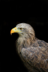 Seeadler