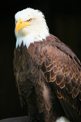 weißkopfseeadler