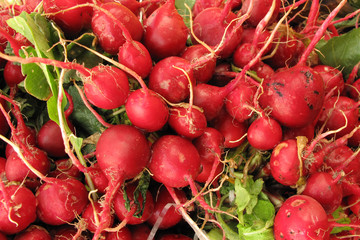 Radishes