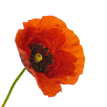 Gros plan d'un coquelicot isol&eacute; - fond blanc - Papaver rhoeas