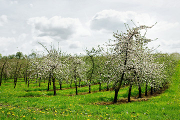 Fototapeta na wymiar Apple Orchard w kwiat # 2