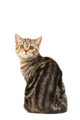 Portrait of a tabby cat