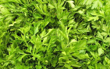Parsley full screen