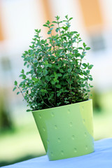 pot of oregano
