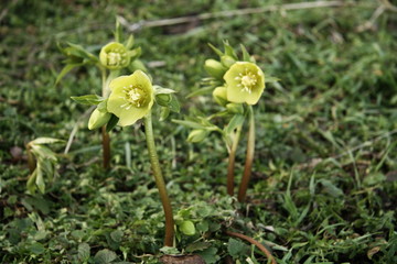 Helleborus (Ranunculaceae)
