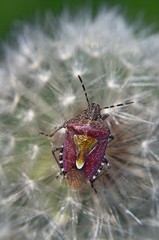bug on the dandelion