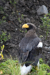 steller's sea  eagle
