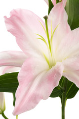 Beautiful pink lily