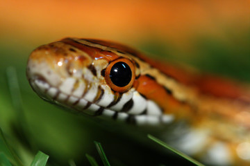 corn snake