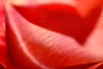 Tulip © Mik Roge