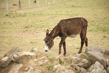 brown donkey