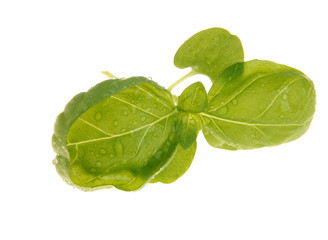 Obraz premium Basil close-up